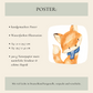 Poster Fuchs A5, A4 & A3
