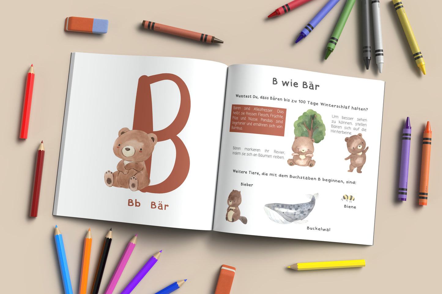 Alphabet Buch - ABC der Tiere aufgeschlagen mit Illustrationen von Bären, großem B und passendem Text und mehreren Buntstiften daneben.