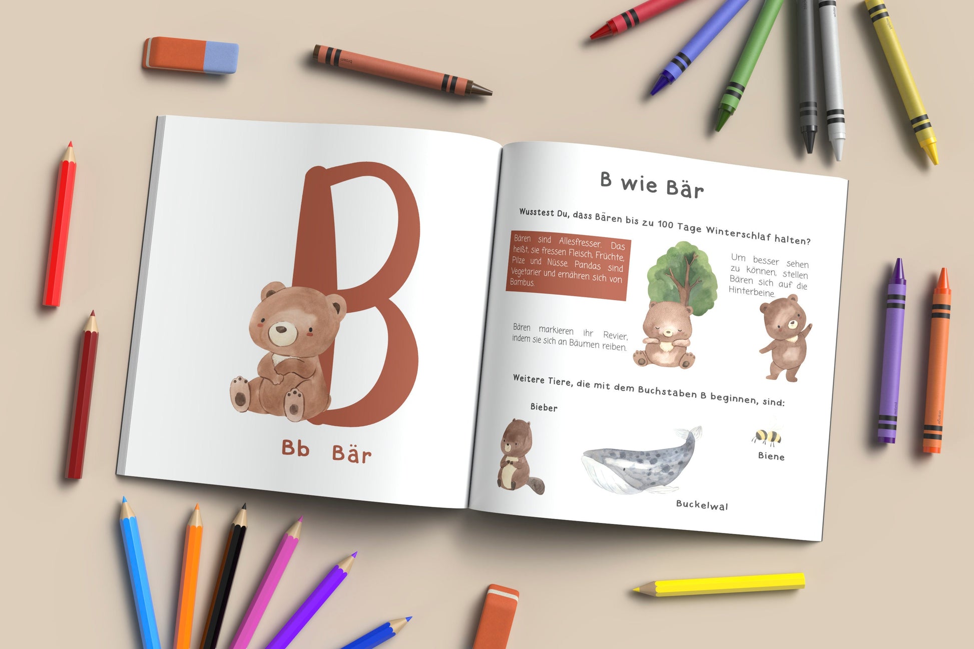 Alphabet Buch - ABC der Tiere aufgeschlagen mit Illustrationen von Bären, großem B und passendem Text und mehreren Buntstiften daneben.